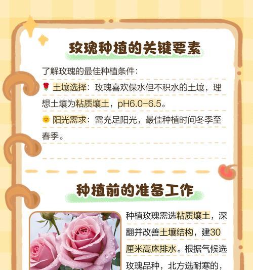 冬天玫瑰花怎么栽种？冬季种植玫瑰花的注意事项有哪些？