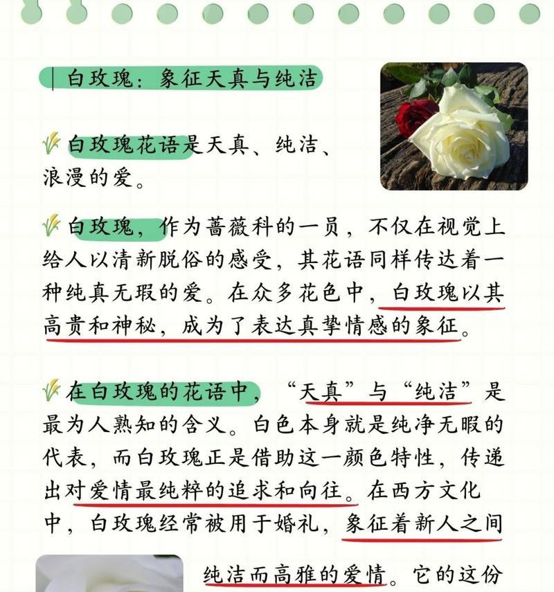 白色花瓣类似玫瑰花的植物是什么？如何区分和养护？