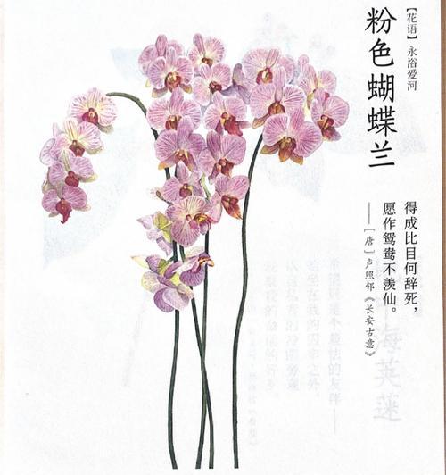 10月18日的花语有何特别之处？