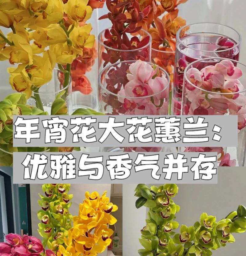 蕙兰白色花朵的花语有何深意？