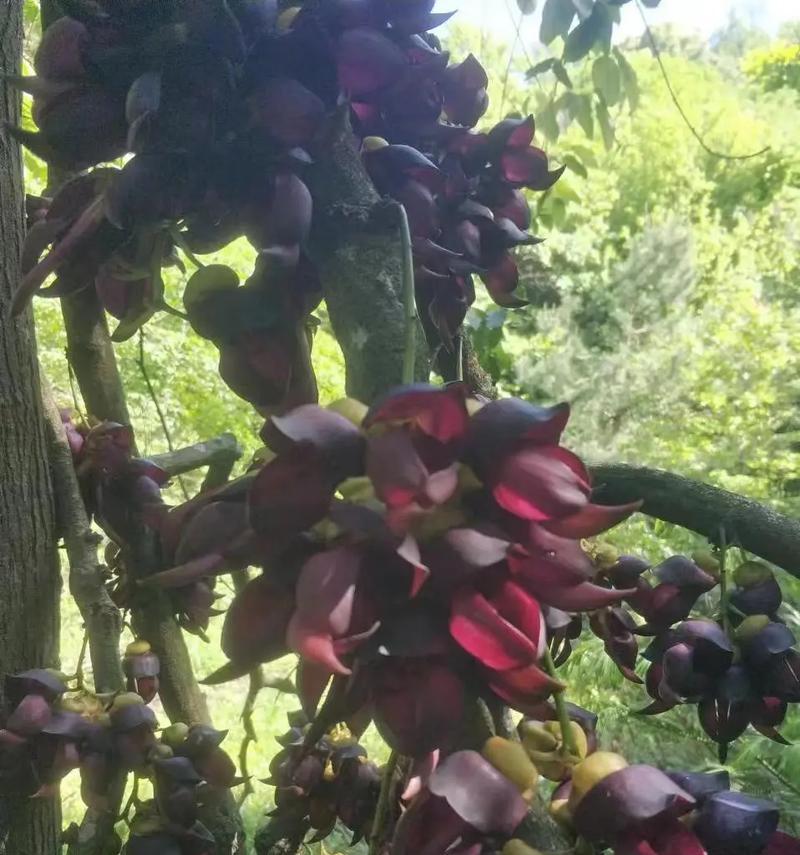 鸡血藤花的寓意是什么？鸡血藤花语有哪些特别之处？