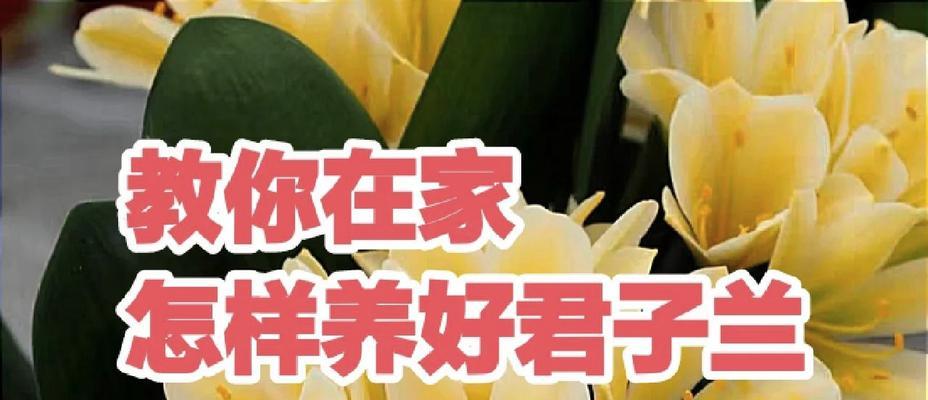 君子兰长寿的秘诀是什么？如何养护？