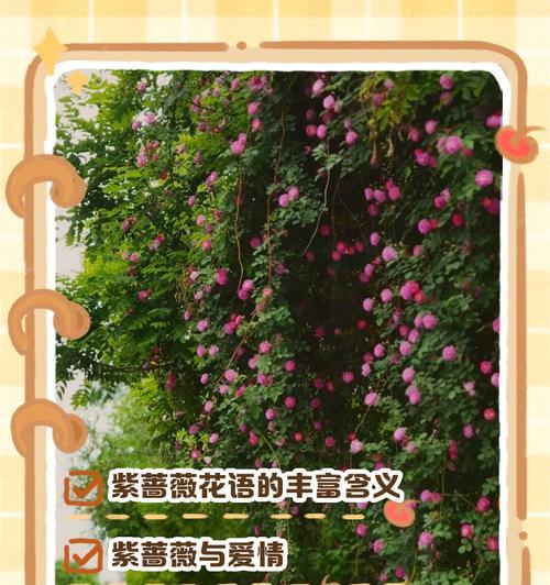 蔷薇花通常代表什么花语？