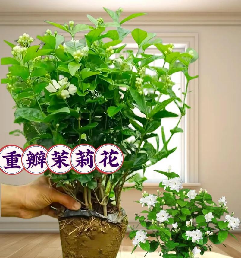 茉莉花的花语有何特别之处？茉莉象征着什么？