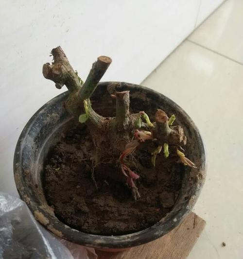 玫瑰花种植后不发芽是什么原因？如何解决？